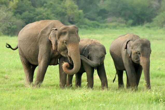 FormatFactoryelephants-national-park-sri-lanka